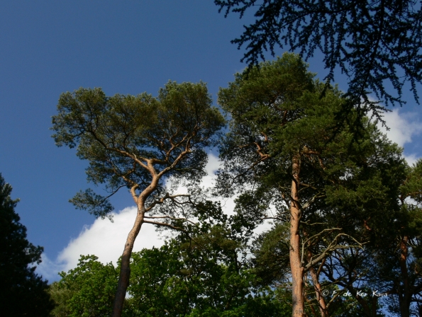 Bois des Moutiers (32) Juin 2012